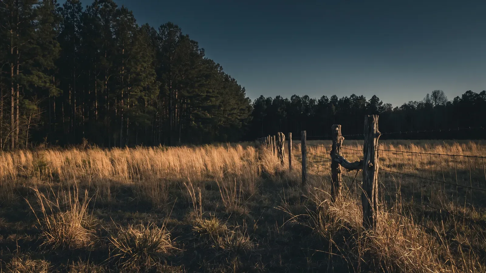 Pine timber giving way to open pasture under a wide Gulf South sky